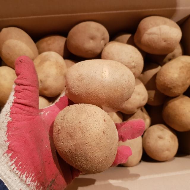 식탁 위 만능 식재료! 개진감자 2kg