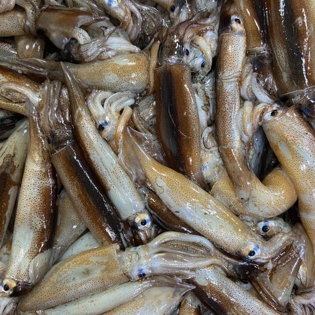 조업 후 급냉! 싱싱한 원양산 오징어 1kg