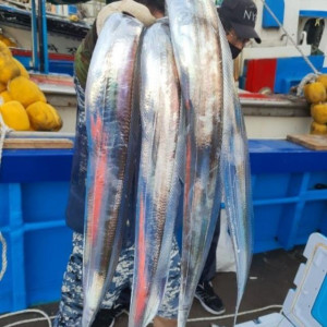 [한정특가] 요리가 편한 국내산 순살갈치 1kg