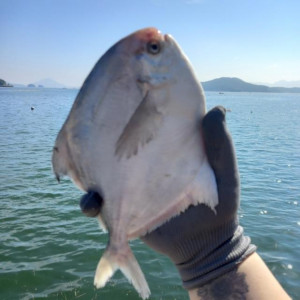 🔥1kg = 6,900원🔥 남해안 생물 병어