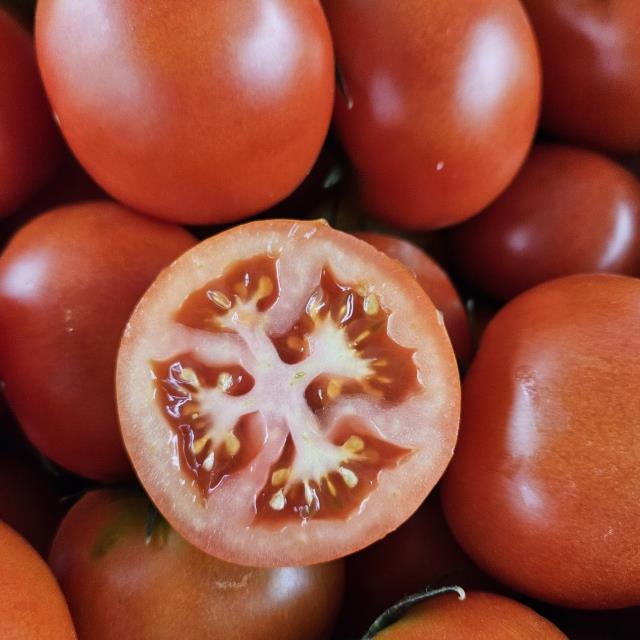 가정용말고 진짜 정품! 유럽종완숙토마토
