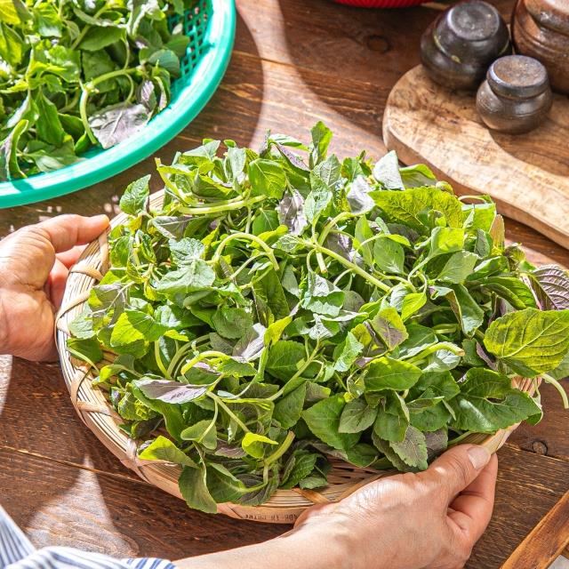 진한 깻잎향 가득~ 부드럽고 여린 햇깨순