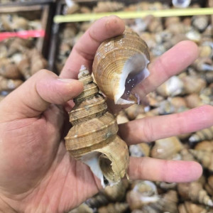 [최저가 도전!] 포항 당일바리 살고동 1kg