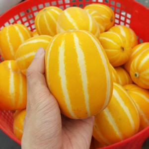 아삭한 꿀 당도 가정용 성주 참외