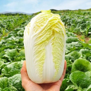 고소하고 달큰한 강원도 알배기 쌈배추 2kg