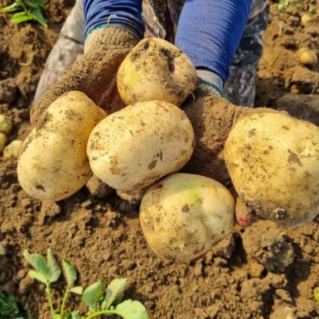 26년 수확! 제주 노지 햇감자 5kg