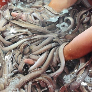 부산에서 갓 잡아온 생물 꼼장어 1kg