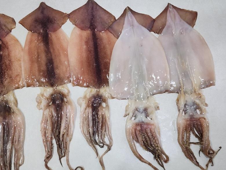 반건조오징어 5미 550g급
