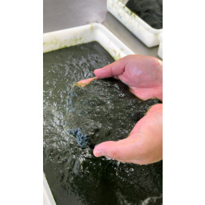 통통 매생이 400g