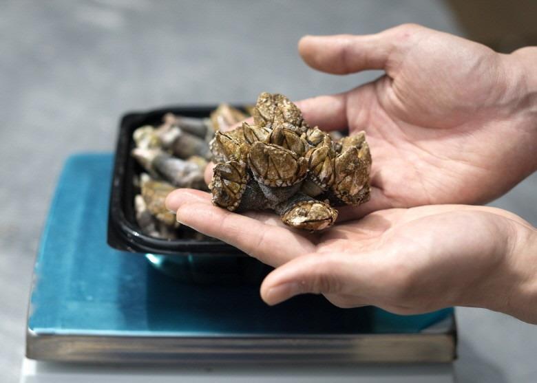 연안 거북손 500g