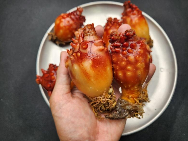 연안 멍게 1kg