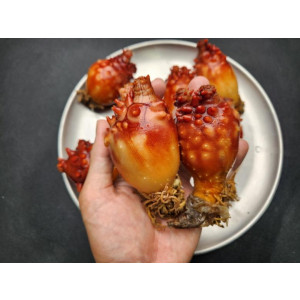 연안 멍게 1kg