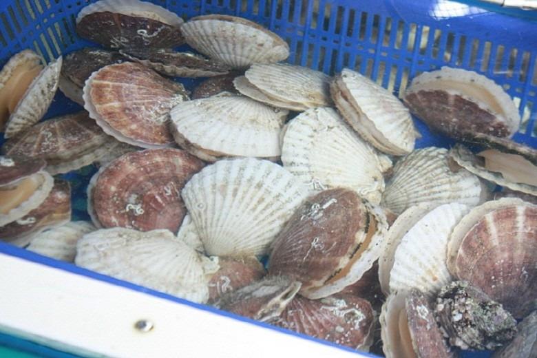 연안 대왕가리비 1kg