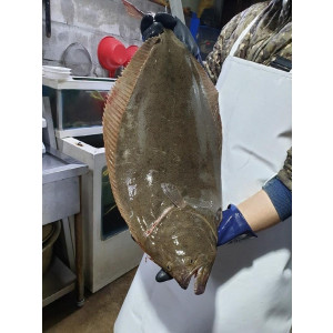 연안 대광어회 200g
