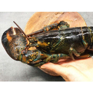 연안 활 랍스타 500g