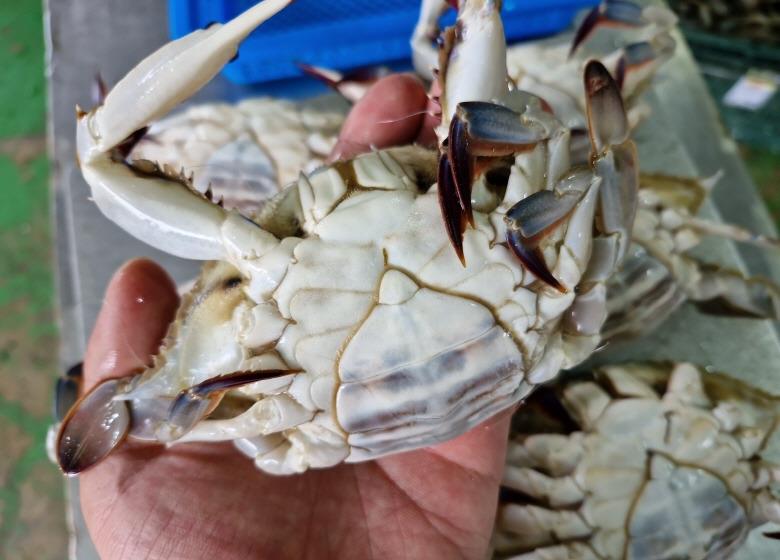 연안 급냉 봄 소암게 1kg