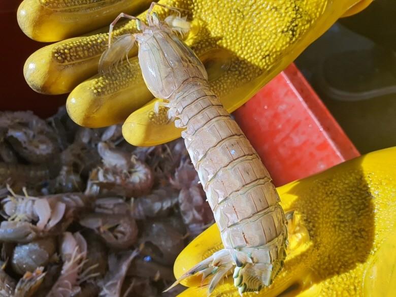 연안 급냉 갯가재 500g