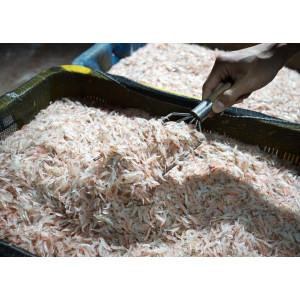 연안 동백하 1kg