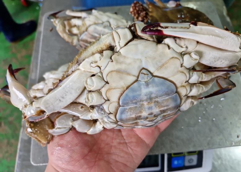 연안 급냉 대암게 1kg