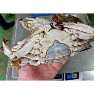 연안 급냉 대암게 1kg