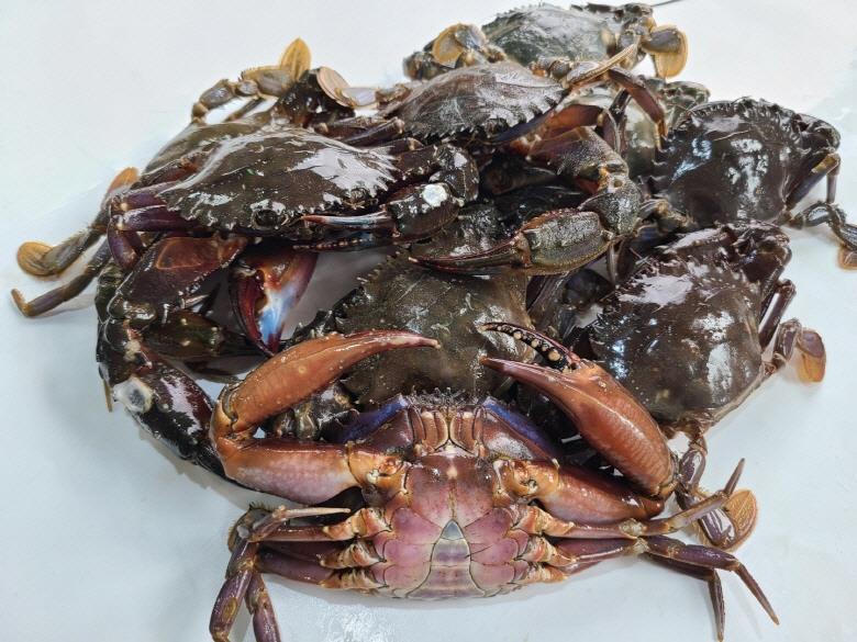 연안 급냉 돌게 1kg