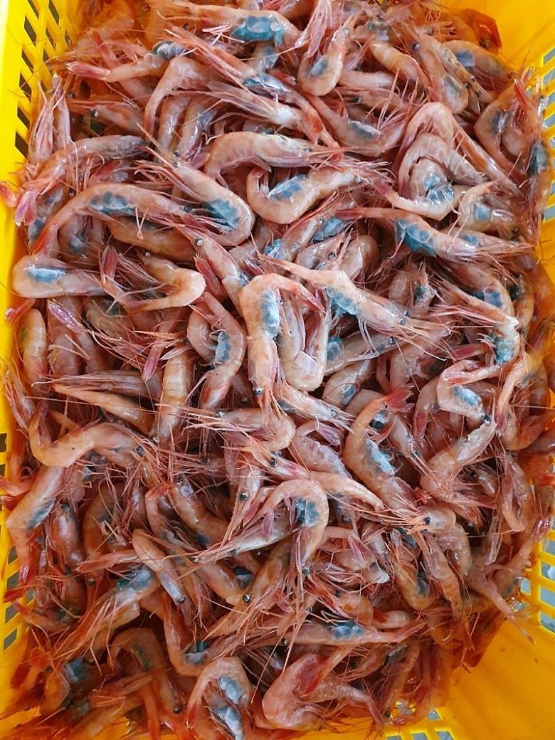 횟감 단새우 500g