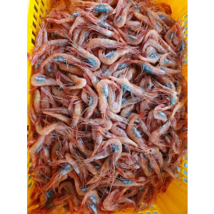 횟감 단새우 1kg