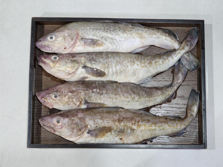 급냉 국내산 대구 1.5kg