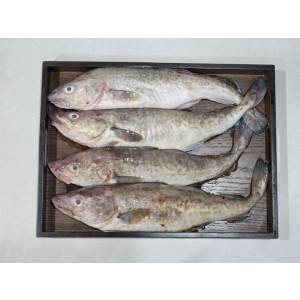 급냉 국내산 대구 1.5kg