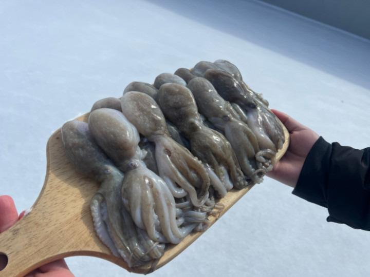 봄 제철 쭈꾸미 2kg