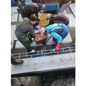 급냉 골뱅이 1kg