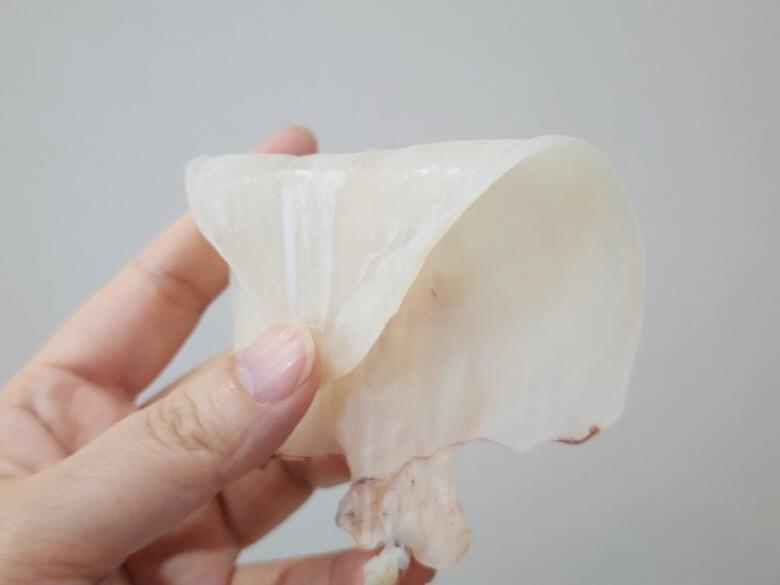 햇 반건조한치 5미