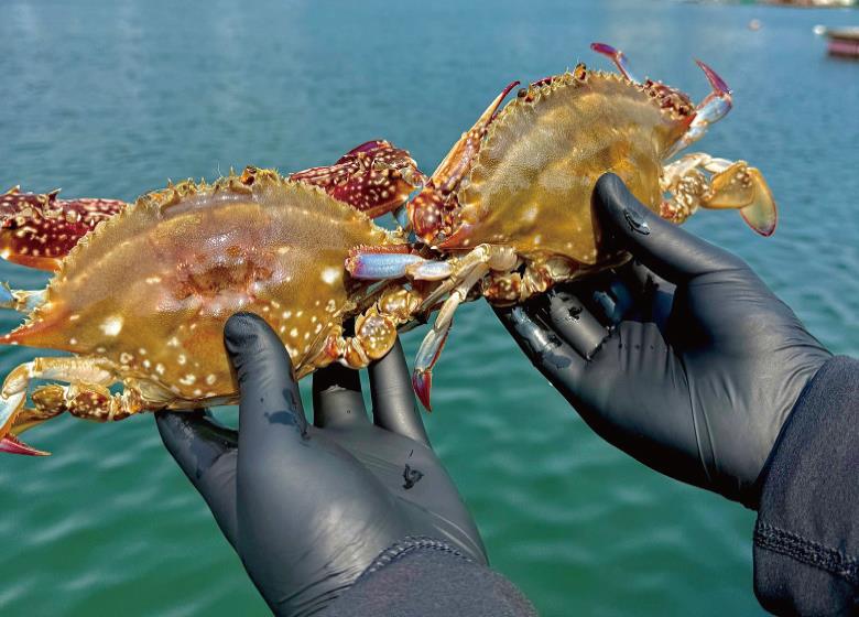 통통 급냉 숫꽃게 1kg