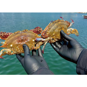 통통 급냉 숫꽃게 1kg