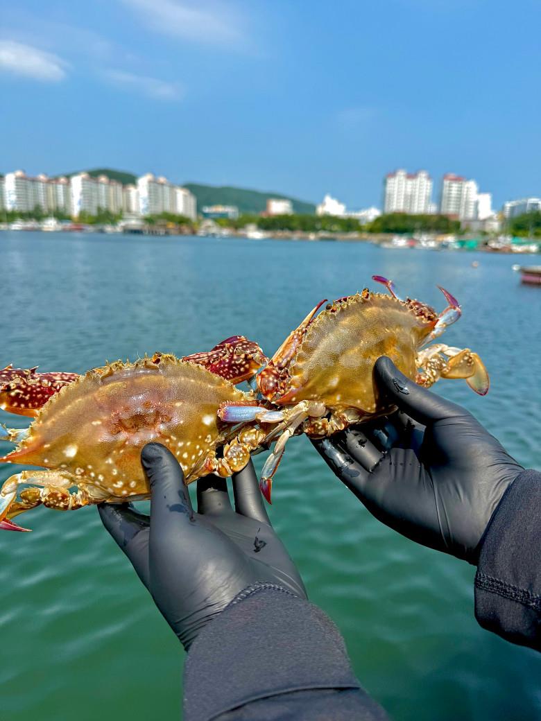 통통 급냉 암꽃게 1kg