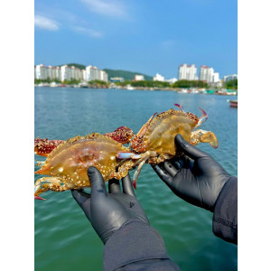 통통 급냉 암꽃게 1kg